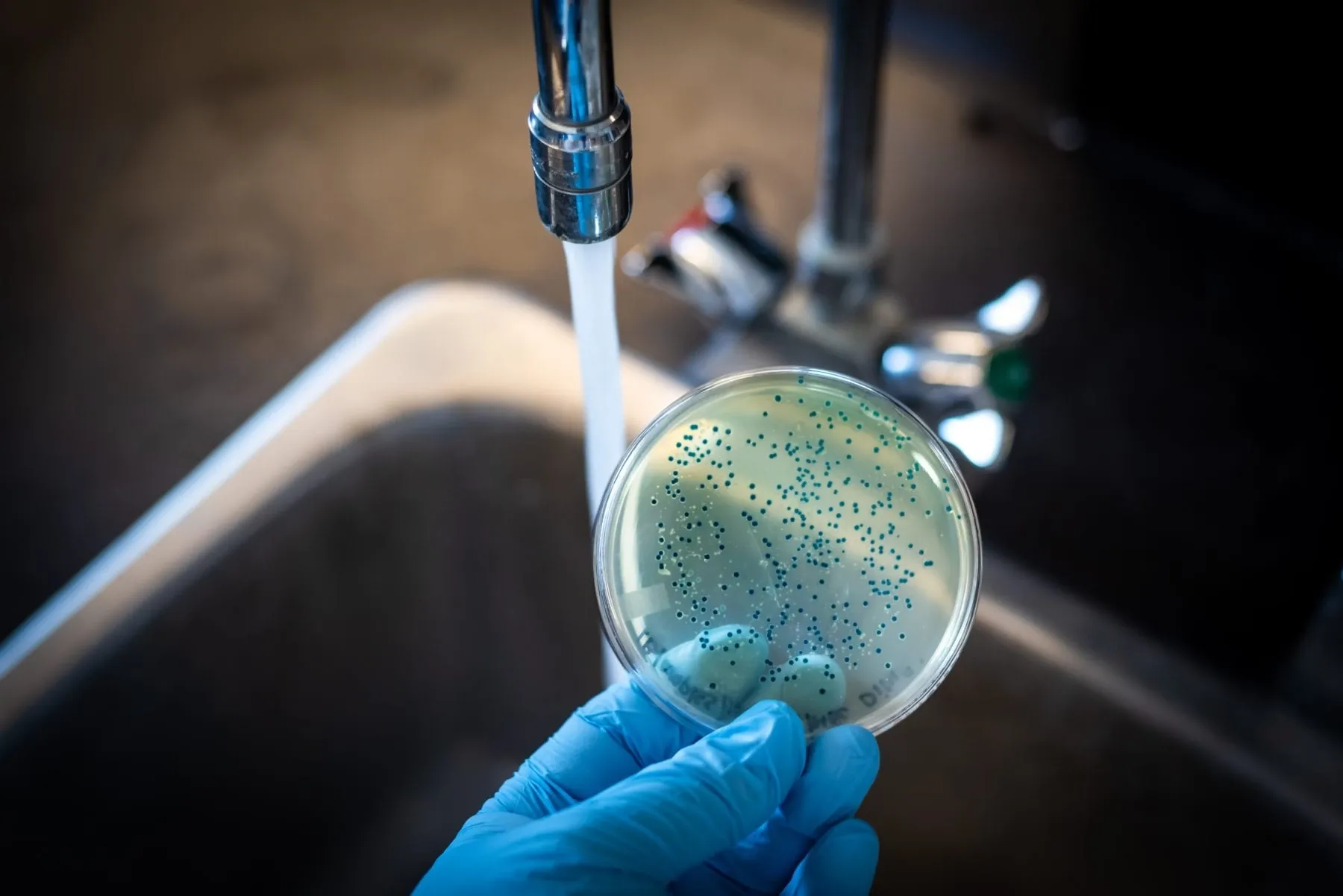 Tác hại của E. coli đối với sức khỏe