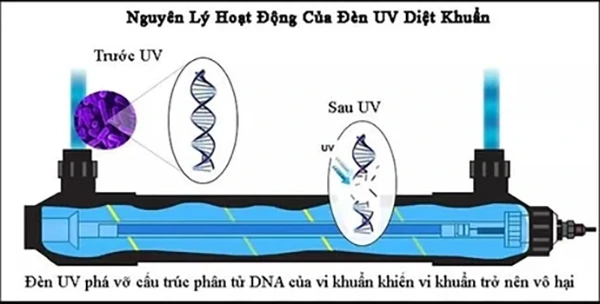 Virus trong nước: Hiểm họa vô hình đe dọa sức khỏe cộng đồng 9 nguyen-ly-hoat-dong-cua-den-uv-diet-khuan
